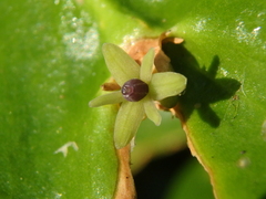 Ruscus colchicus