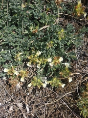 Teucrium montanum jailae