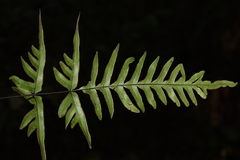 Pteris semipinnata