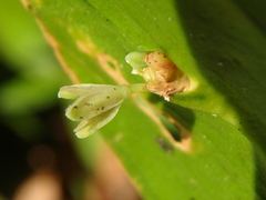 Ruscus colchicus