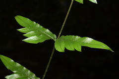 Pteris semipinnata
