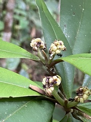 Myrcia cerqueiria