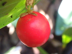 Ruscus colchicus