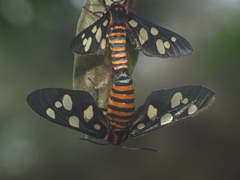 Amata passalis