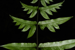 Pteris semipinnata