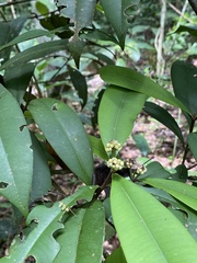 Myrcia cerqueiria