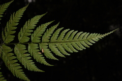 Dryopteris sparsa