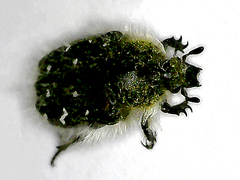 Tropinota hirta