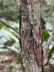 Myrcia cerqueiria
