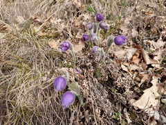 Pulsatilla grandis