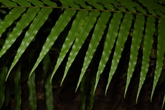 Blechnum orientale