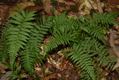 Parathelypteris