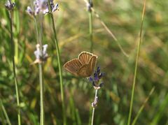 Polyommatus ripartii