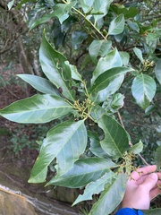 Aidia cochinchinensis