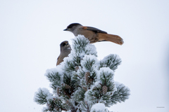 Perisoreus infaustus