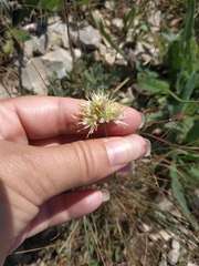 Allium marschalianum