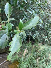 Aidia cochinchinensis