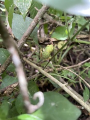 Hyperolius tuberilinguis