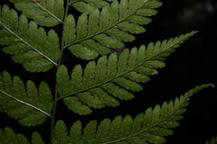 Dryopteris sparsa