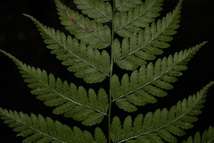 Dryopteris sparsa