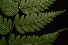 Dryopteris sparsa
