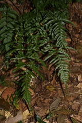 Pteris semipinnata