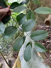 Ilex ficoidea