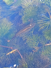 Aplocheilus lineatus