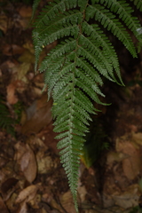 Microlepia rhomboidea