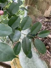 Ilex ficoidea