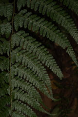 Microlepia rhomboidea