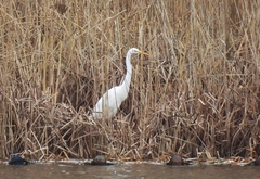 Ardea alba alba