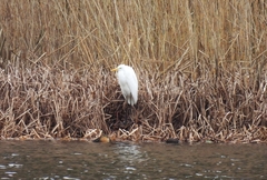 Ardea alba alba