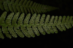 Microlepia rhomboidea