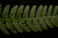 Microlepia rhomboidea