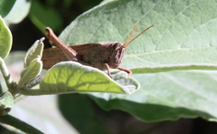 Schistocerca impleta