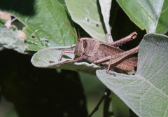 Schistocerca impleta