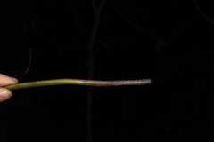 Microlepia rhomboidea