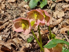 Helleborus niger