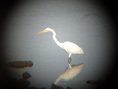 Ardea alba