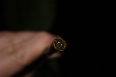 Microlepia rhomboidea