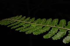 Microlepia rhomboidea