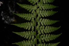 Microlepia rhomboidea