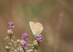 Polyommatus humedasae
