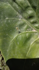 Thaumasia