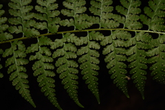 Microlepia rhomboidea