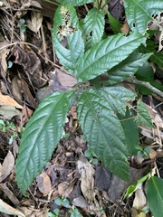 Rubus pyrifolius