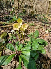 Helleborus niger