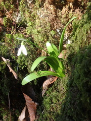 Galanthus woronowii
