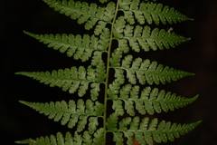 Microlepia rhomboidea